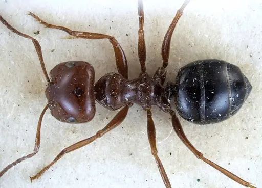Melophorus turneri specimen ANTWEB1038579 image antweb1038579_1
