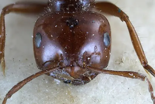 Melophorus turneri specimen ANTWEB1038579 image antweb1038579_2