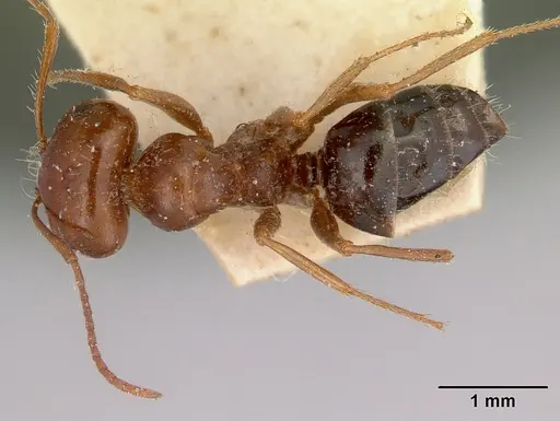 Melophorus turneri specimen CASENT0172012 image casent0172012_1