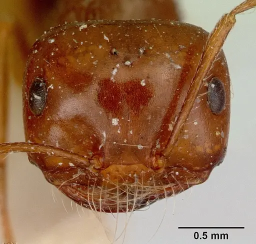Melophorus turneri specimen CASENT0172012 image casent0172012_2