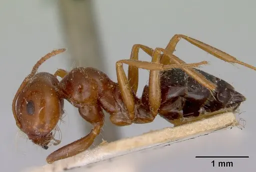Melophorus turneri specimen CASENT0172012 image casent0172012_3