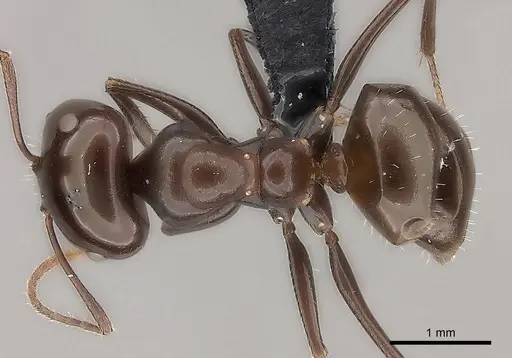 Melophorus turneri specimen CASENT0217725 image casent0217725_1