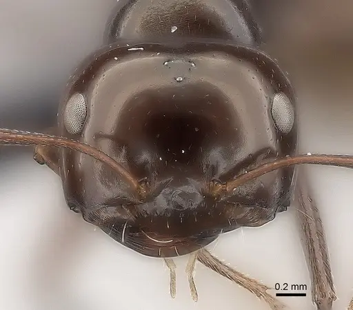 Melophorus turneri specimen CASENT0217725 image casent0217725_2