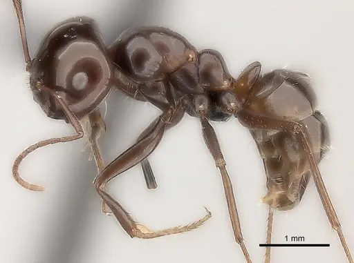 Melophorus turneri specimen CASENT0217725 image casent0217725_3