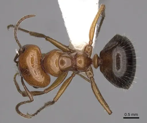 Melophorus turneri specimen CASENT0280484 image casent0280484_1