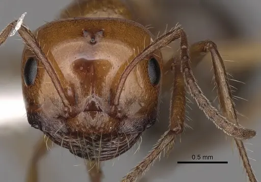 Melophorus turneri specimen CASENT0280484 image casent0280484_2