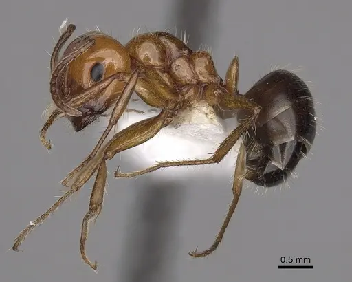 Melophorus turneri specimen CASENT0280484 image casent0280484_3
