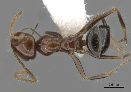 Melophorus turneri specimen CASENT0280485 image casent0280485_1