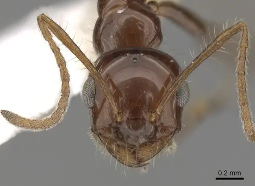 Melophorus turneri specimen CASENT0280485 image casent0280485_2