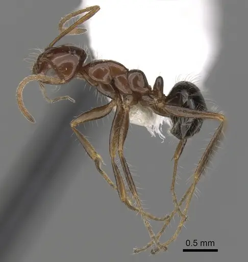 Melophorus turneri specimen CASENT0280485 image casent0280485_3