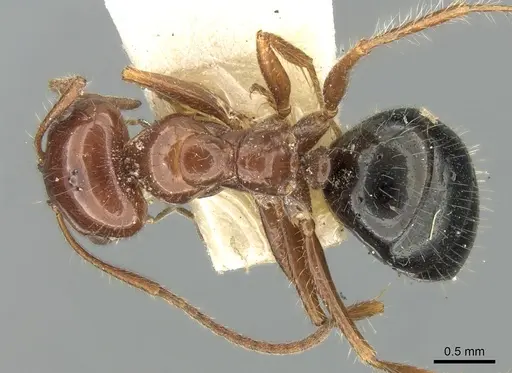 Melophorus turneri specimen CASENT0906289 image casent0906289_1