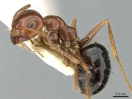 Melophorus turneri specimen CASENT0906289 image casent0906289_3