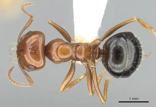 Melophorus turneri specimen CASENT0906290 image casent0906290_1