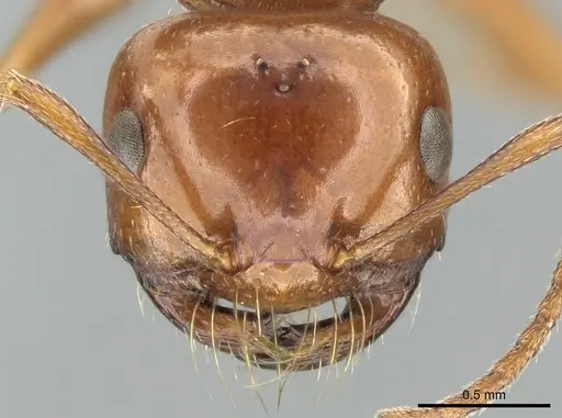 Melophorus turneri specimen CASENT0906290 image casent0906290_2
