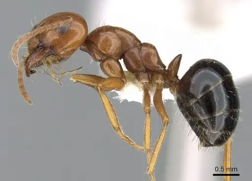 Melophorus turneri specimen CASENT0906290 image casent0906290_3