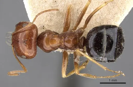 Melophorus turneri specimen CASENT0909822 image casent0909822_1