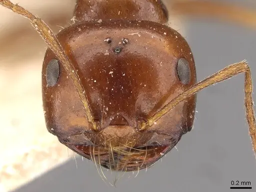 Melophorus turneri specimen CASENT0909822 image casent0909822_2