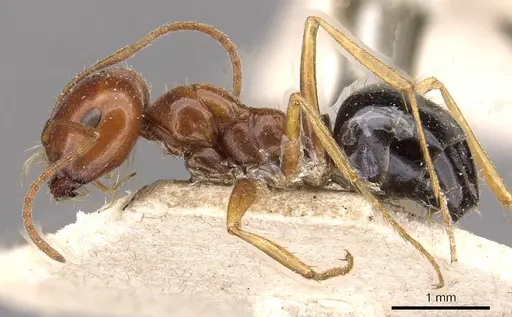 Melophorus turneri specimen CASENT0909822 image casent0909822_3