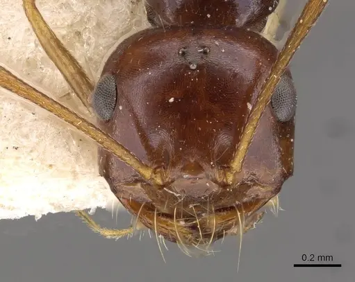 Melophorus turneri specimen CASENT0909823 image casent0909823_2