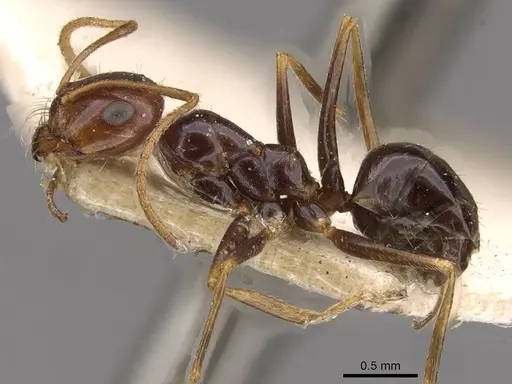 Melophorus turneri specimen CASENT0909823 image casent0909823_3