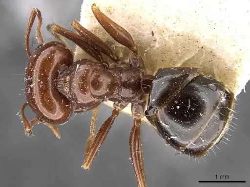 Melophorus turneri specimen CASENT0909824 image casent0909824_1