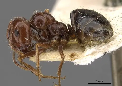 Melophorus turneri specimen CASENT0909824 image casent0909824_3