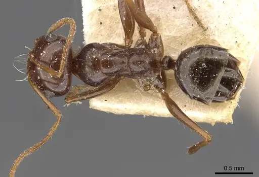 Melophorus turneri specimen CASENT0909825 image casent0909825_1