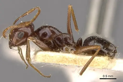 Melophorus turneri specimen CASENT0909825 image casent0909825_3