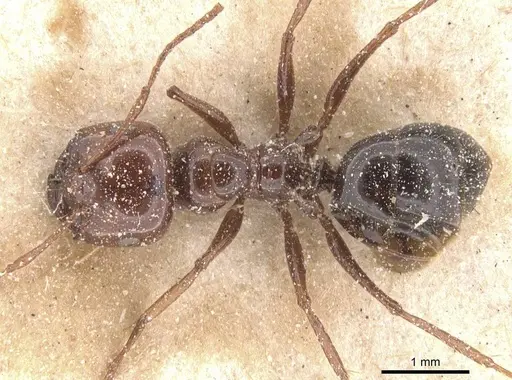Melophorus turneri specimen CASENT0912333 image casent0912333_1