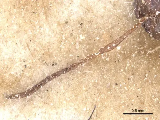 Melophorus turneri specimen CASENT0912333 image casent0912333_3