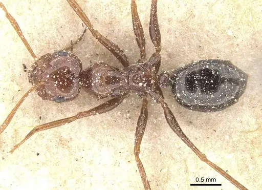 Melophorus turneri specimen CASENT0912334 image casent0912334_1