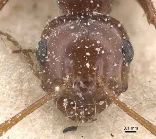 Melophorus turneri specimen CASENT0912334 image casent0912334_2