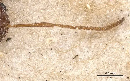 Melophorus turneri specimen CASENT0912334 image casent0912334_3