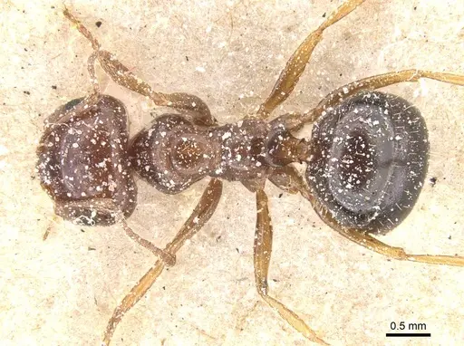 Melophorus turneri specimen CASENT0912335 image casent0912335_1
