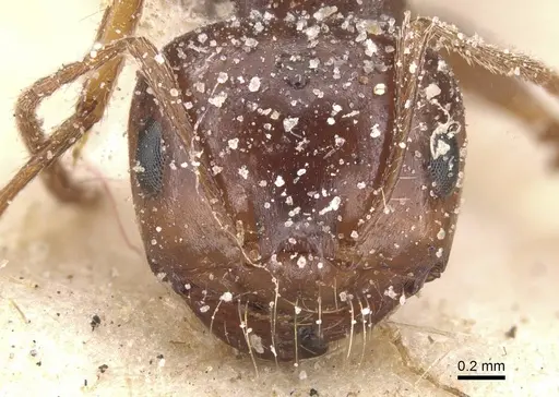 Melophorus turneri specimen CASENT0912335 image casent0912335_2