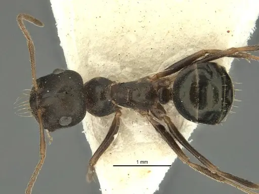 Melophorus wheeleri specimen ANIC32-900219 image anic32-900219_1
