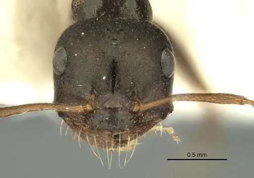 Melophorus wheeleri specimen ANIC32-900219 image anic32-900219_2