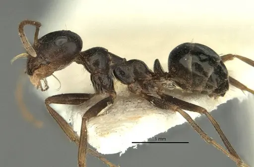 Melophorus wheeleri specimen ANIC32-900219 image anic32-900219_3