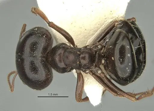 Melophorus wheeleri specimen ANIC32-900220 image anic32-900220_1