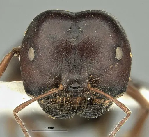 Melophorus wheeleri specimen ANIC32-900220 image anic32-900220_2