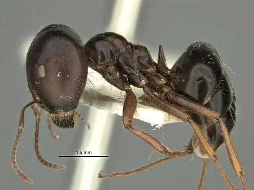 Melophorus wheeleri specimen ANIC32-900220 image anic32-900220_3
