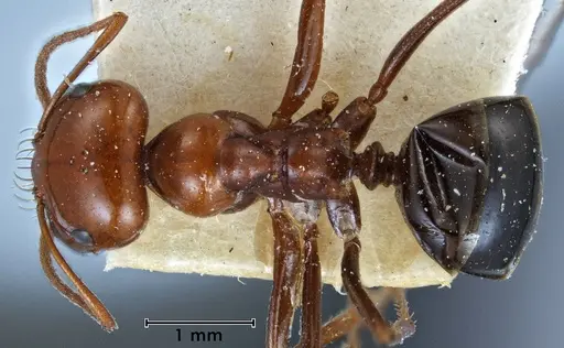 Melophorus wheeleri specimen ANTWEB1038581 image antweb1038581_1