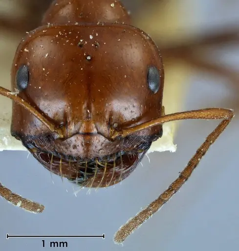 Melophorus wheeleri specimen ANTWEB1038581 image antweb1038581_2