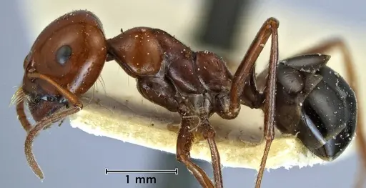 Melophorus wheeleri specimen ANTWEB1038581 image antweb1038581_3