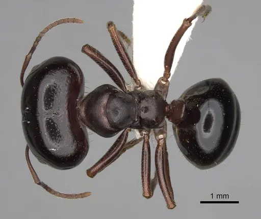 Melophorus wheeleri specimen CASENT0280502 image casent0280502_1