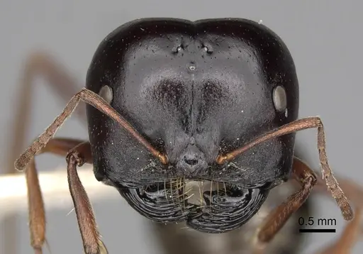 Melophorus wheeleri specimen CASENT0280502 image casent0280502_2