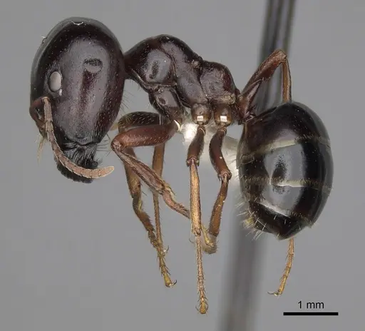 Melophorus wheeleri specimen CASENT0280502 image casent0280502_3
