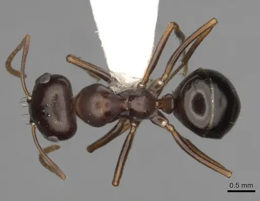 Melophorus wheeleri specimen CASENT0280503 image casent0280503_1