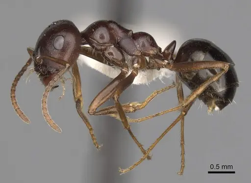 Melophorus wheeleri specimen CASENT0280503 image casent0280503_3