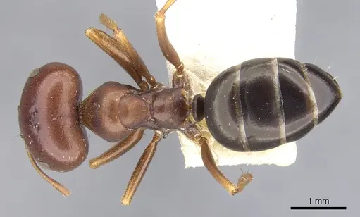 Melophorus wheeleri specimen CASENT0903262 image casent0903262_1